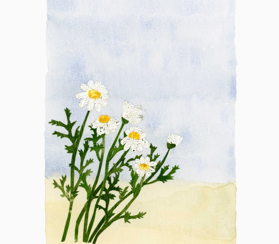 Daisy flowers