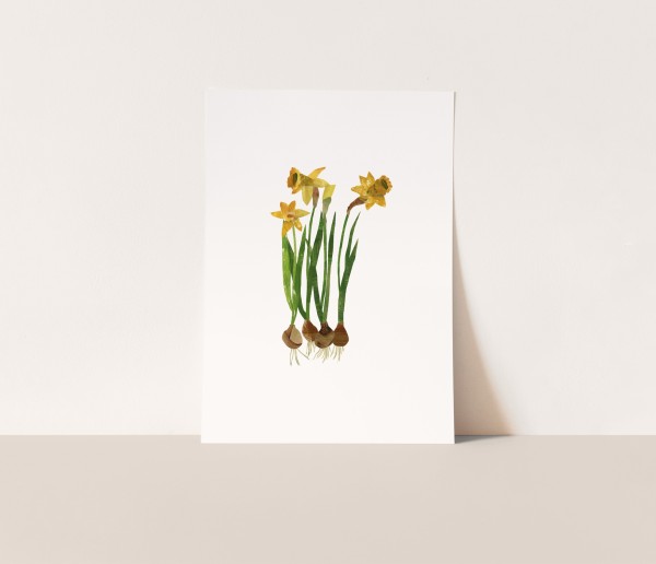 Daffodils