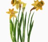 Daffodils