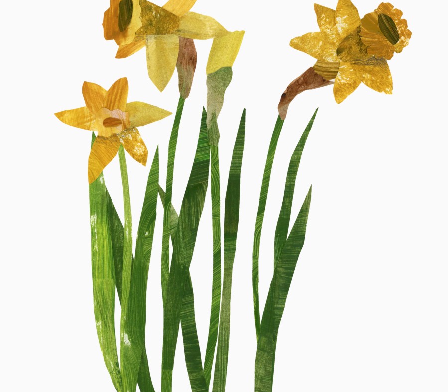 Daffodils